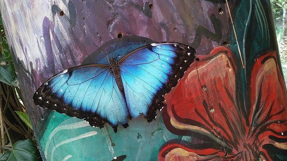 Things To Do In Mindo, Blue Butterfly