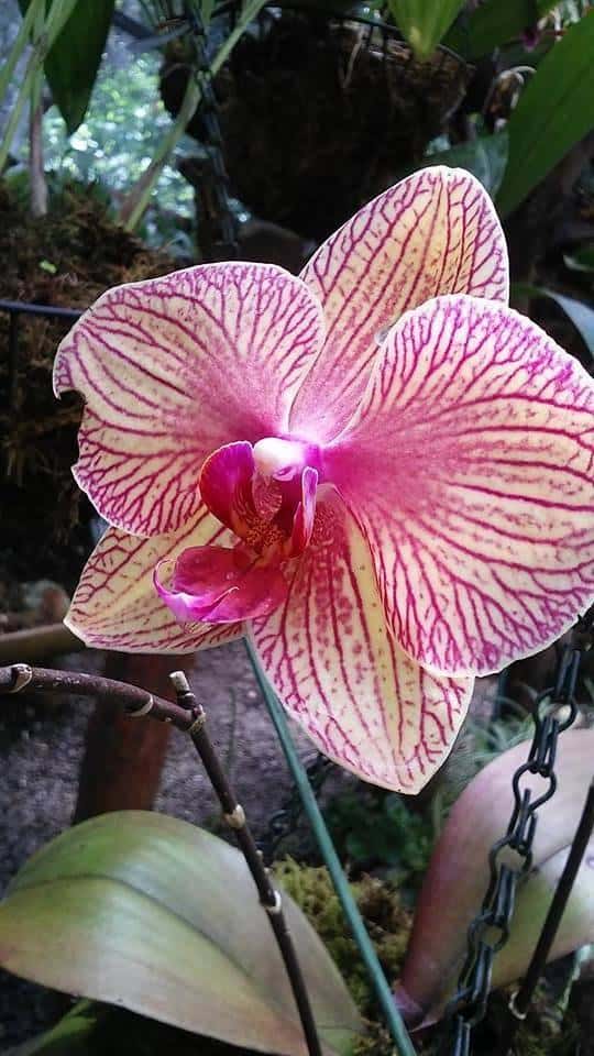 Pink Orchid