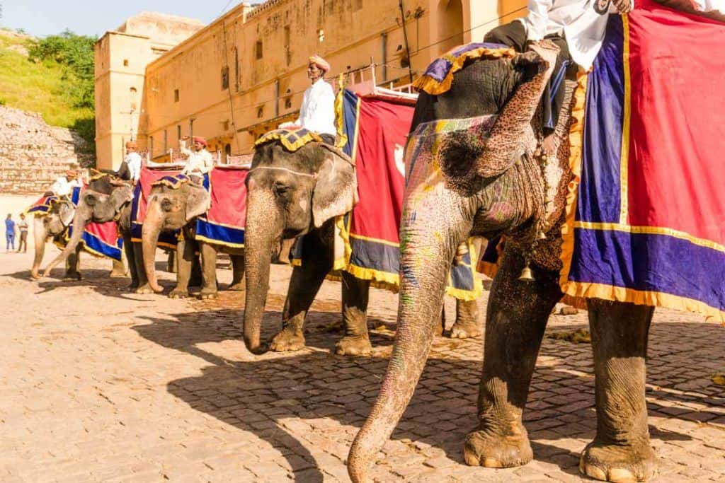 Elephants Queue For Tourists Doing An Elephant Ride In Jaipur.