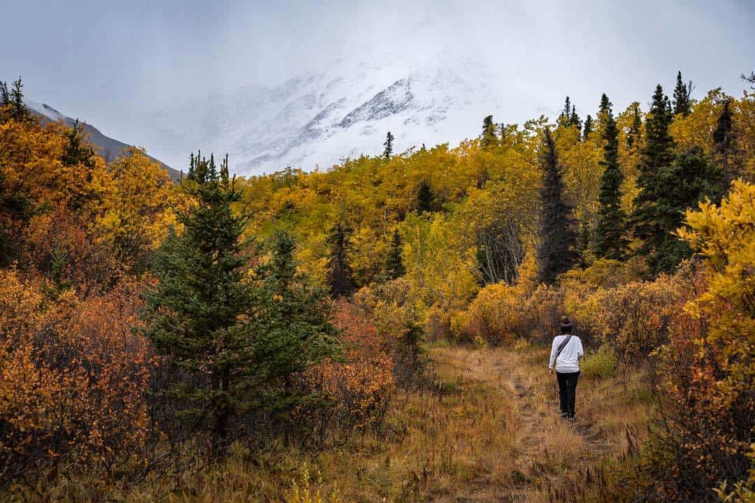 Auriol Trail Haines Junction Yukon