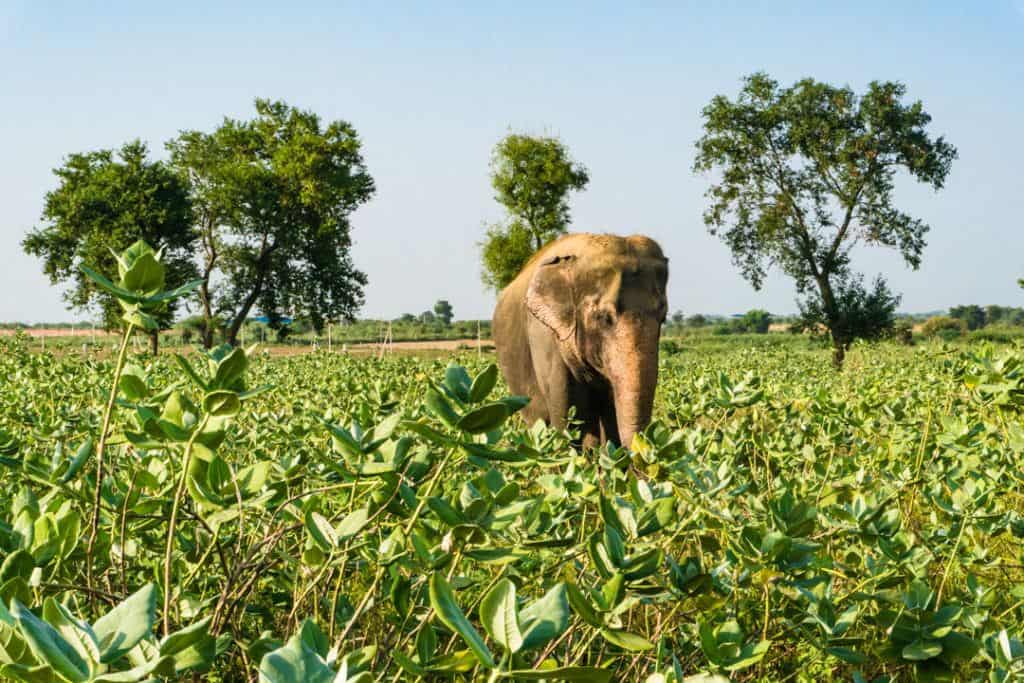 Elephant Tourism In India