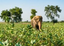 goa travel guide 2023 Refusing to Ride: The Real Story Behind Elephant Tourism in India