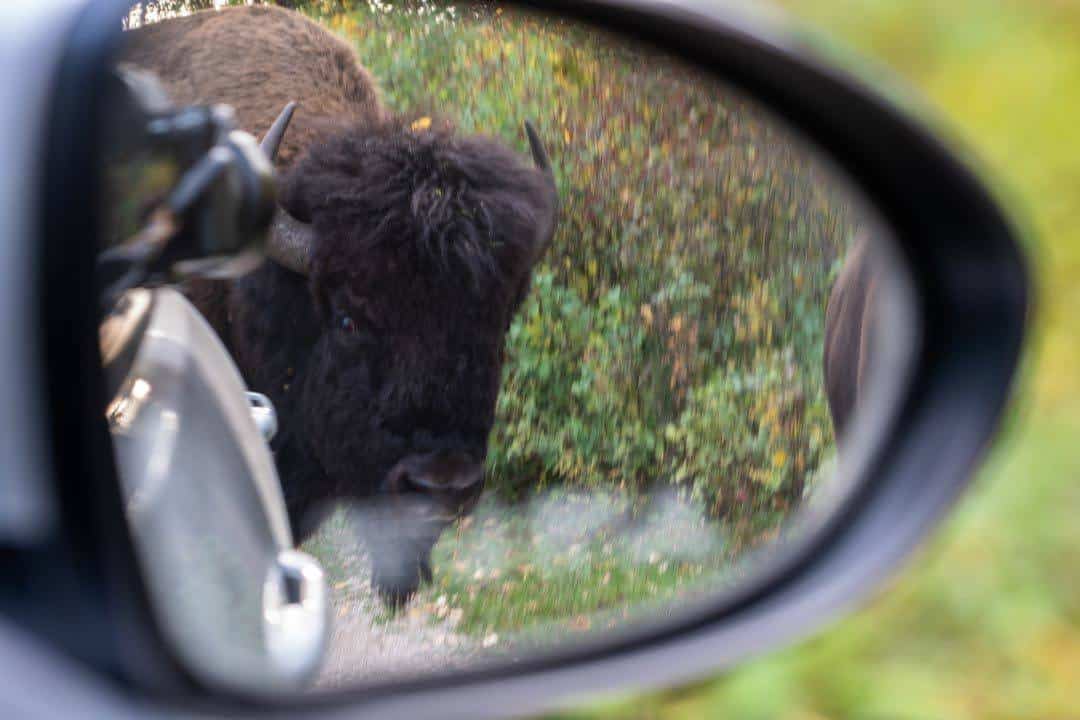 Bison In Mirror