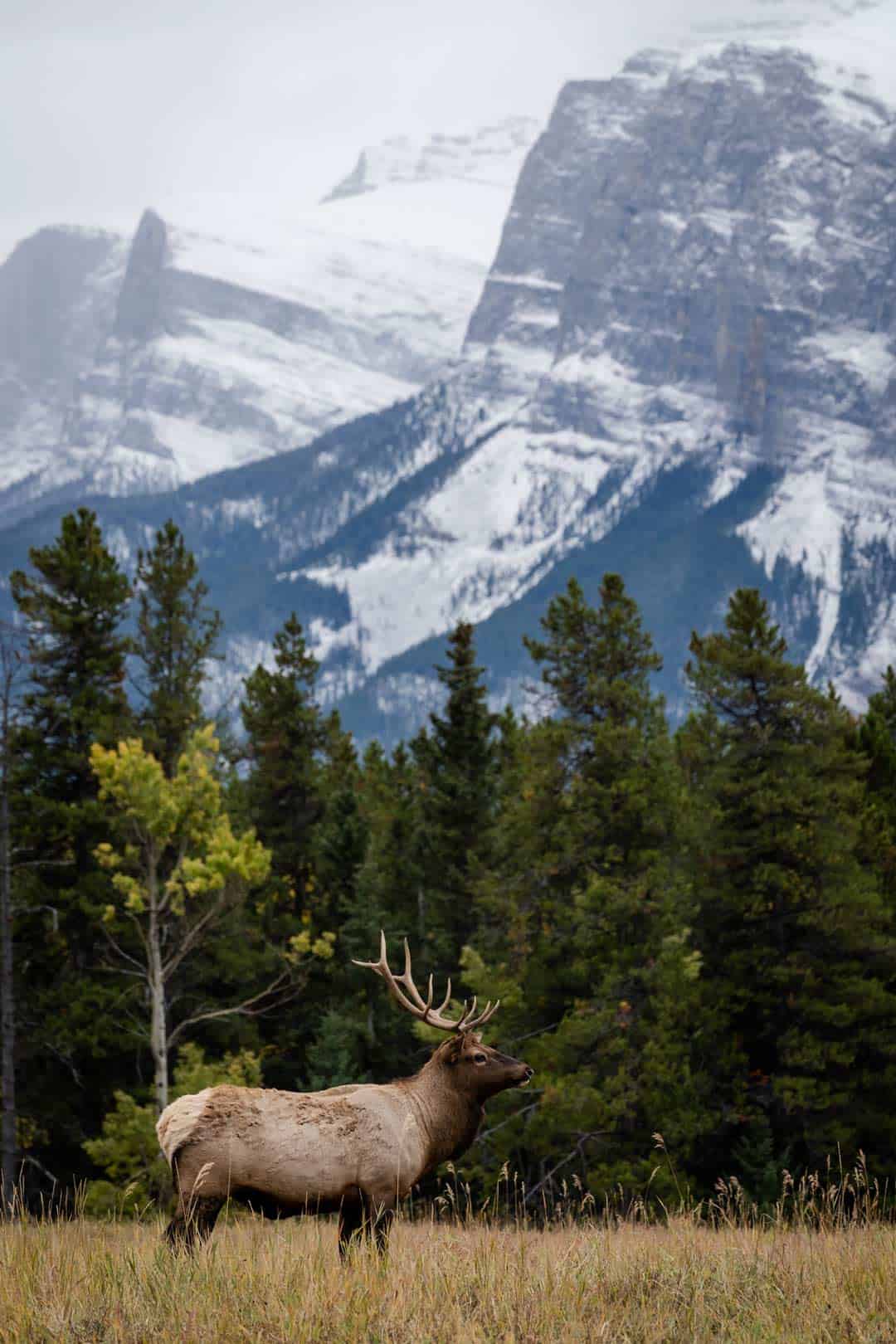 Caribou Banff National Park