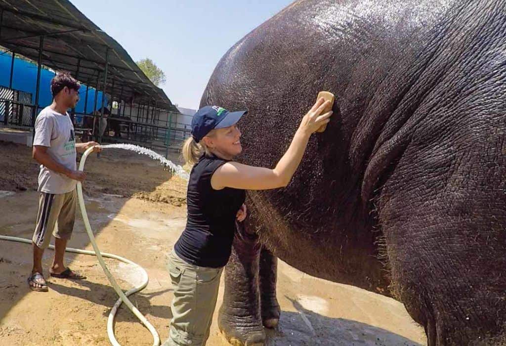 Elephant Bathing At Wildlife Sos India.