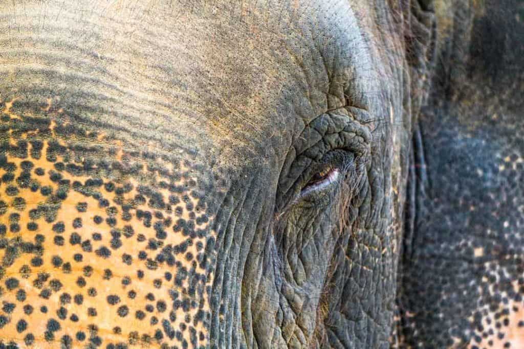 Eye To Eye Elephant Interaction At Wildlife Sos India.