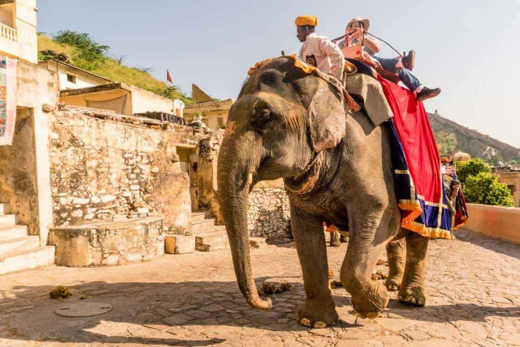 Wildlife tourism is on the rising some the world Refusing To Ride: The Real Story Behind Elephant Tourism In India