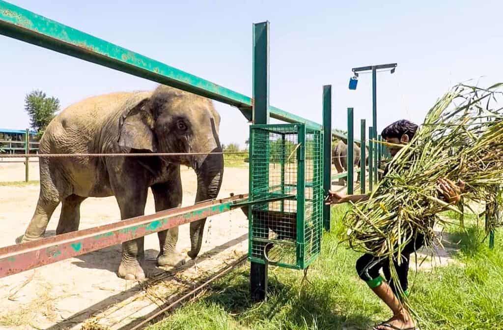 Young Elephant At The Wildlife Sos Elephant Sanctuary India.