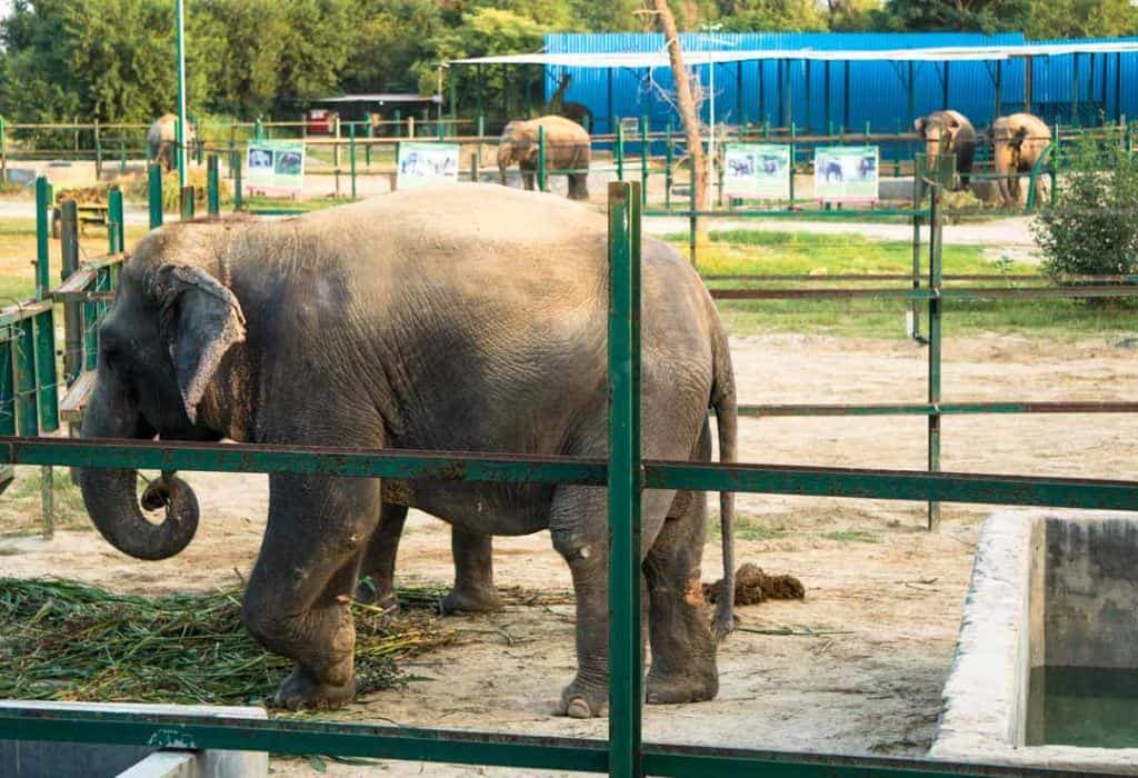 Wildlife tourism is on the rising some the world Refusing To Ride: The Real Story Behind Elephant Tourism In India