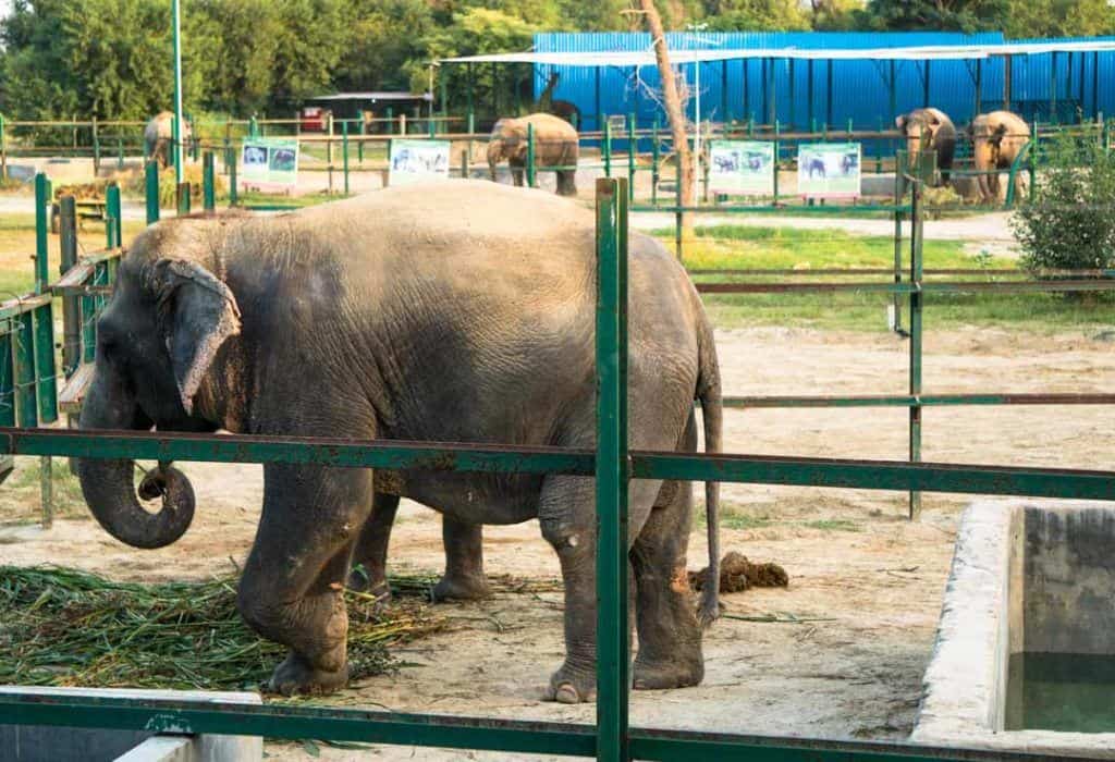 Elephants At The Elephant Sanctuary Wildlife Sos In Mathura India.