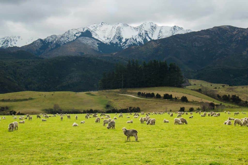 Sheep And Mountains