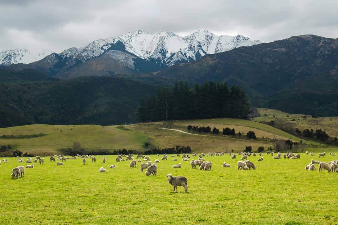 There are together with hence many things you lot tin during New Zealand The Ultimate Guide to New Zealand’s South Island inwards Winter