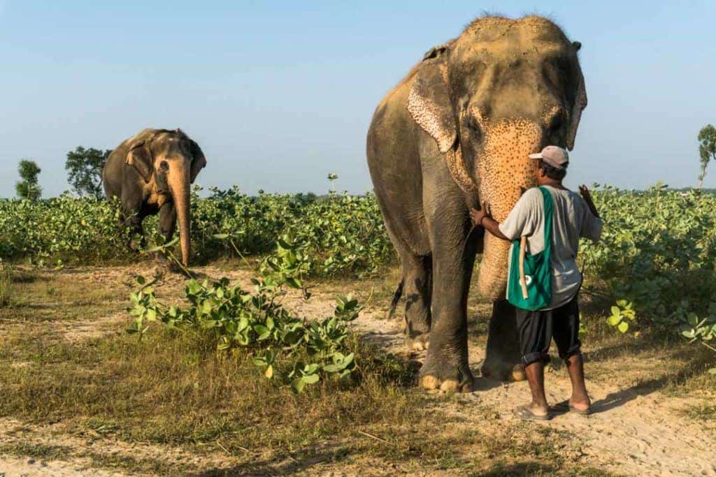Wildlife tourism is on the rising some the world Refusing To Ride: The Real Story Behind Elephant Tourism In India