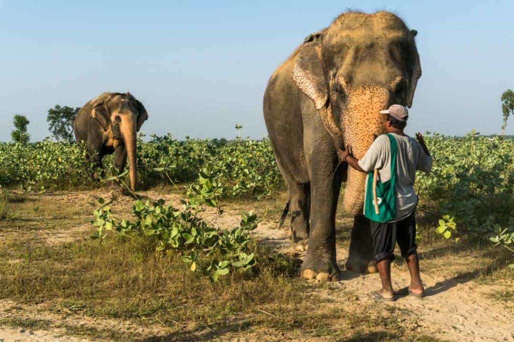 Keeper Interacts With Elephants At Elephant Charity Wildlife Sos India.