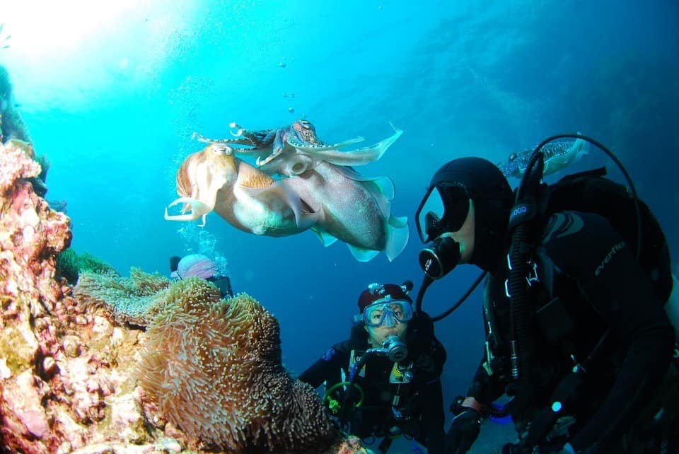 Diver Exploring Marine Life