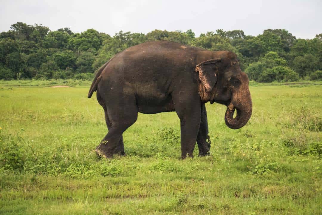 Elephant Sri Lanka