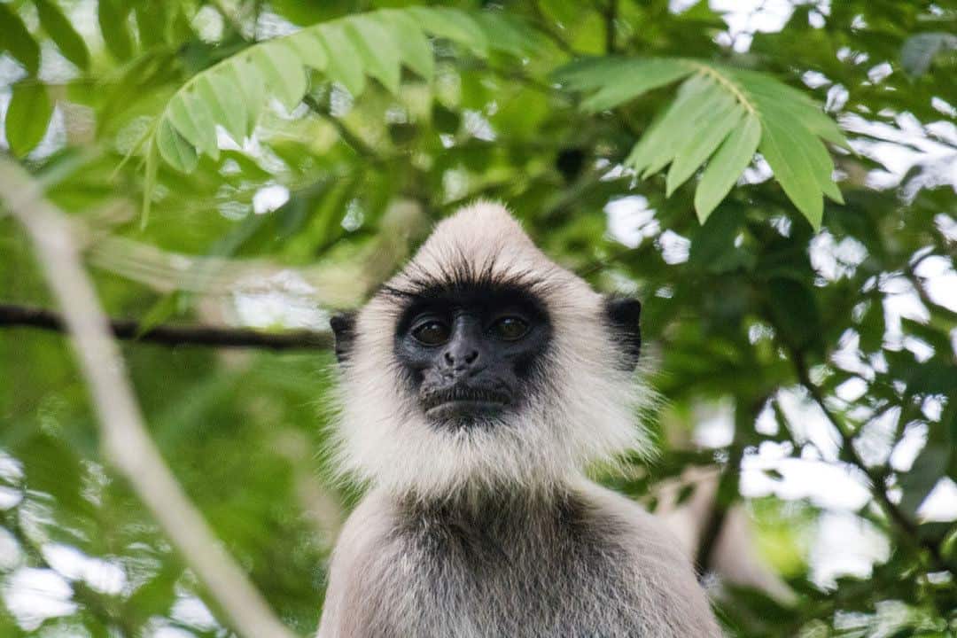 Tufted Gray Langur