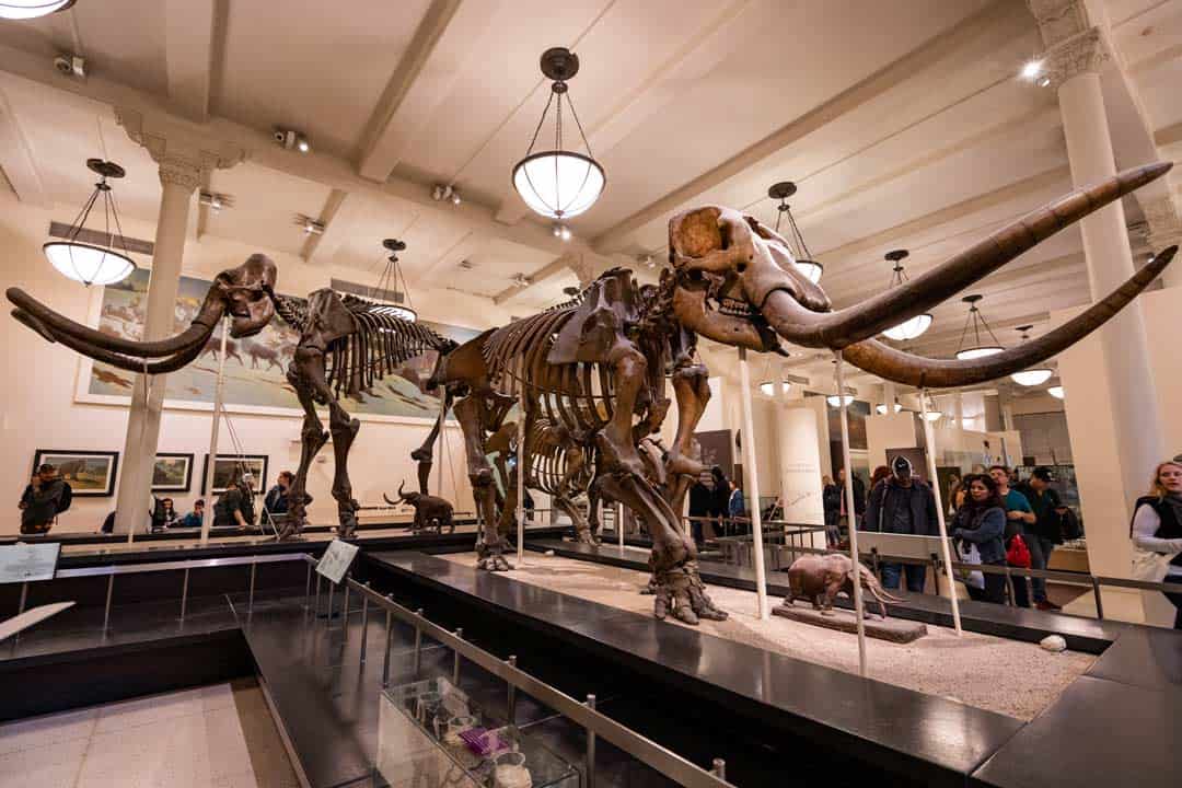 American Museum Of Natural History