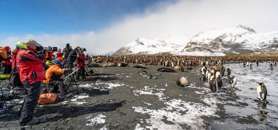 South Georgia Travel Penguins