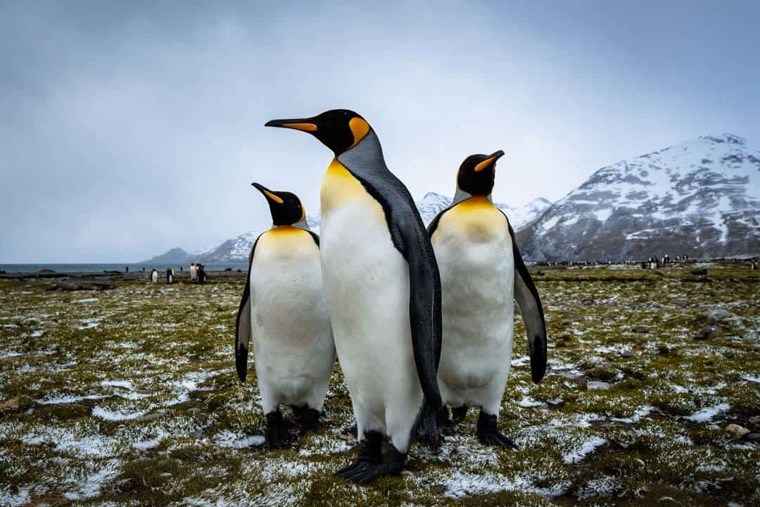 King Penguins South Georgia