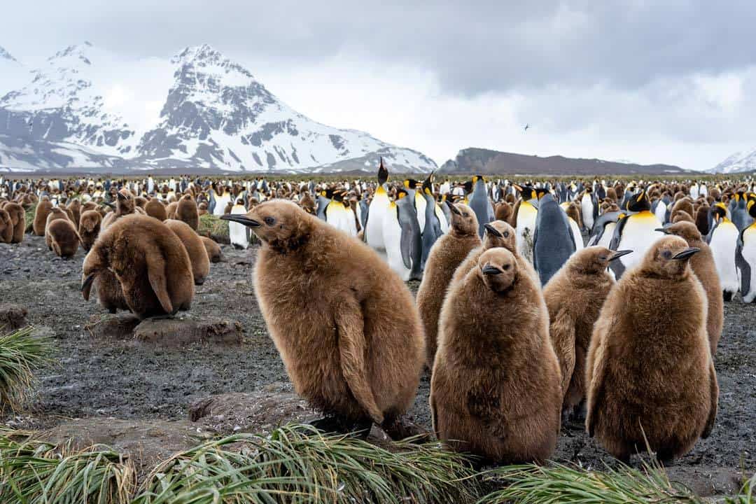 Wildlife Travel To South Georgia