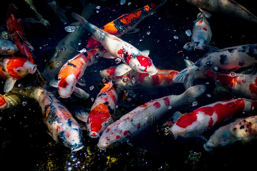 Nishiki Market, Kyoto, Japan, Fish