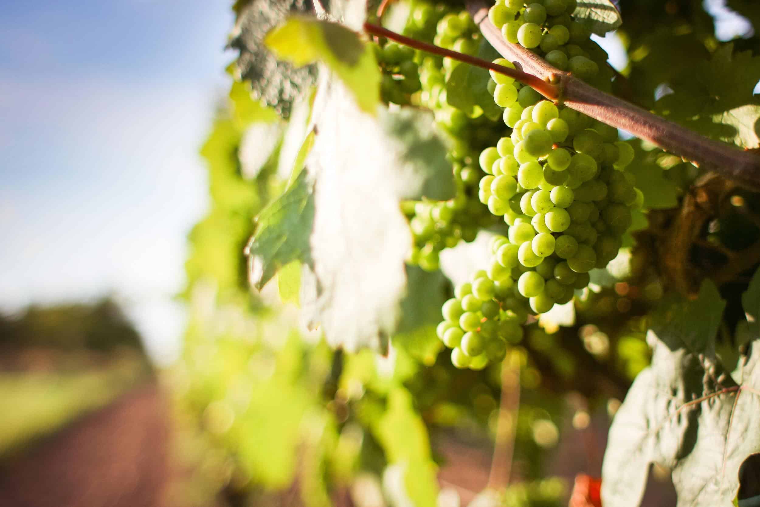 day trip ideas sydney Wine Region, Hunter Valley