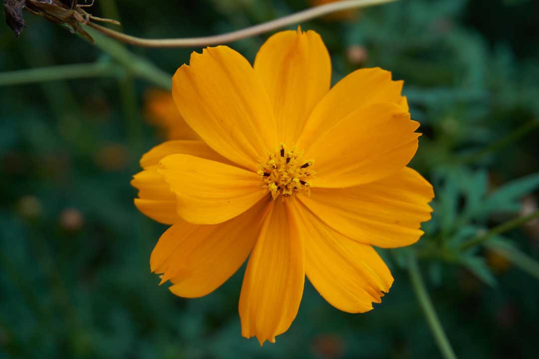  Showa Memorial Park, Flower, Tokyo