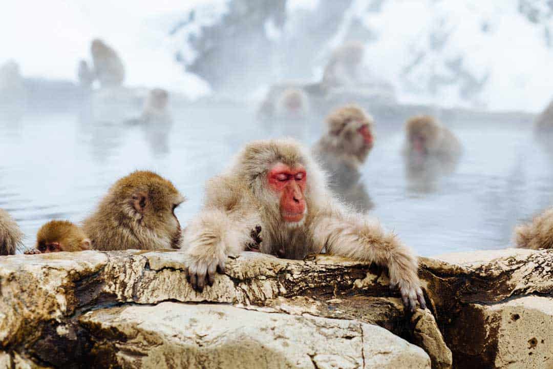 Snow Monkey, Japan, Kyoto, Iwatayama