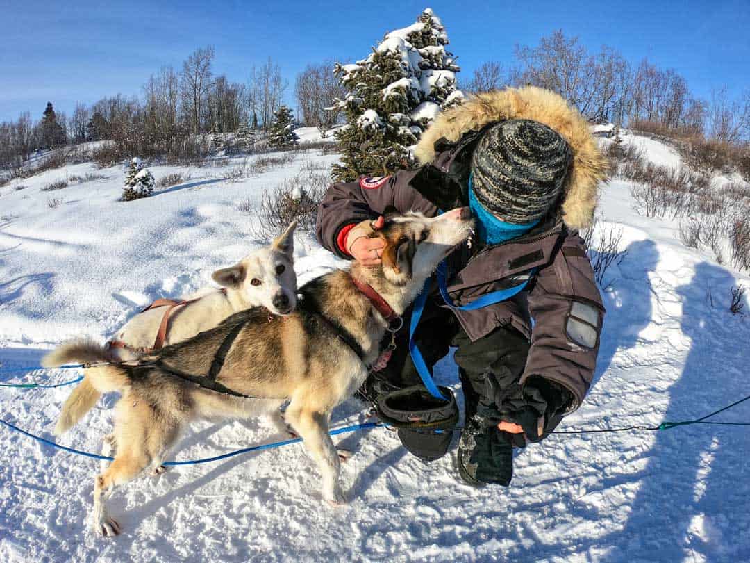 how much can sled dogs pull