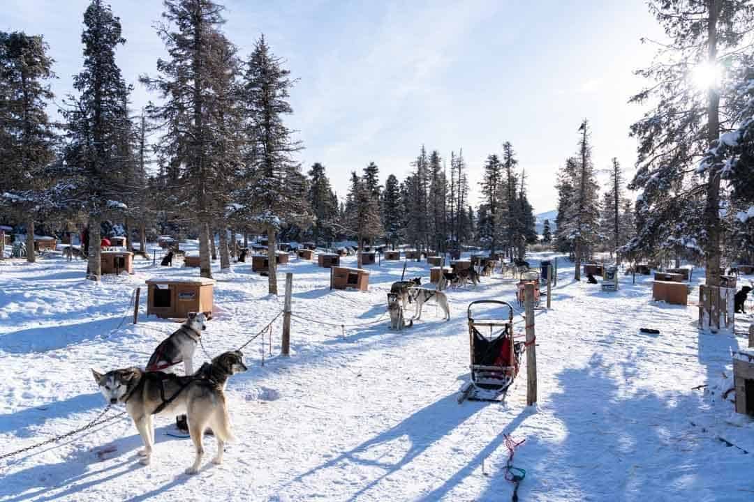 Dog Sled Yard