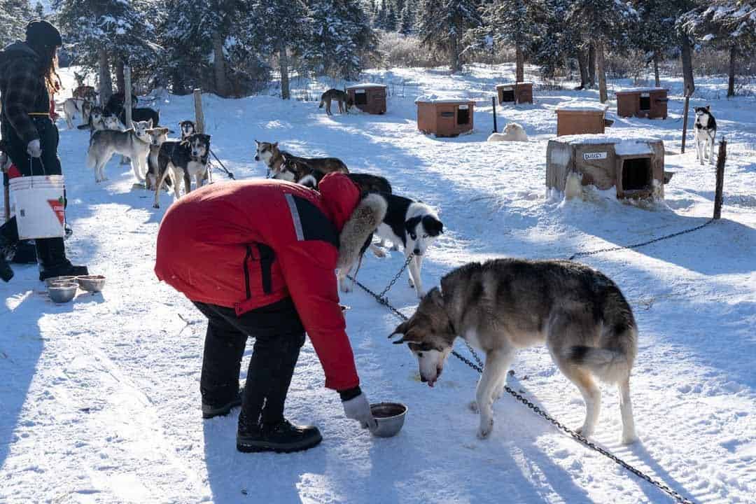 When it comes to things to produce inwards wintertime inwards the Northern Hemisphere Dog Sledding inwards Yukon – The Ultimate Canadian Winter Adventure