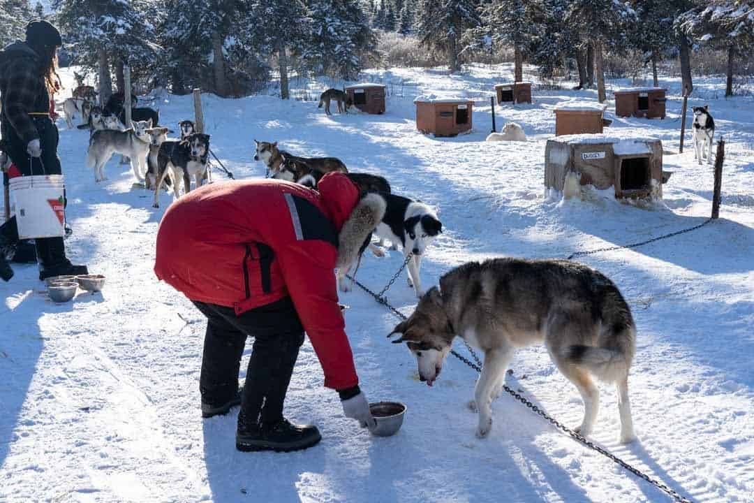 Food For Dogs