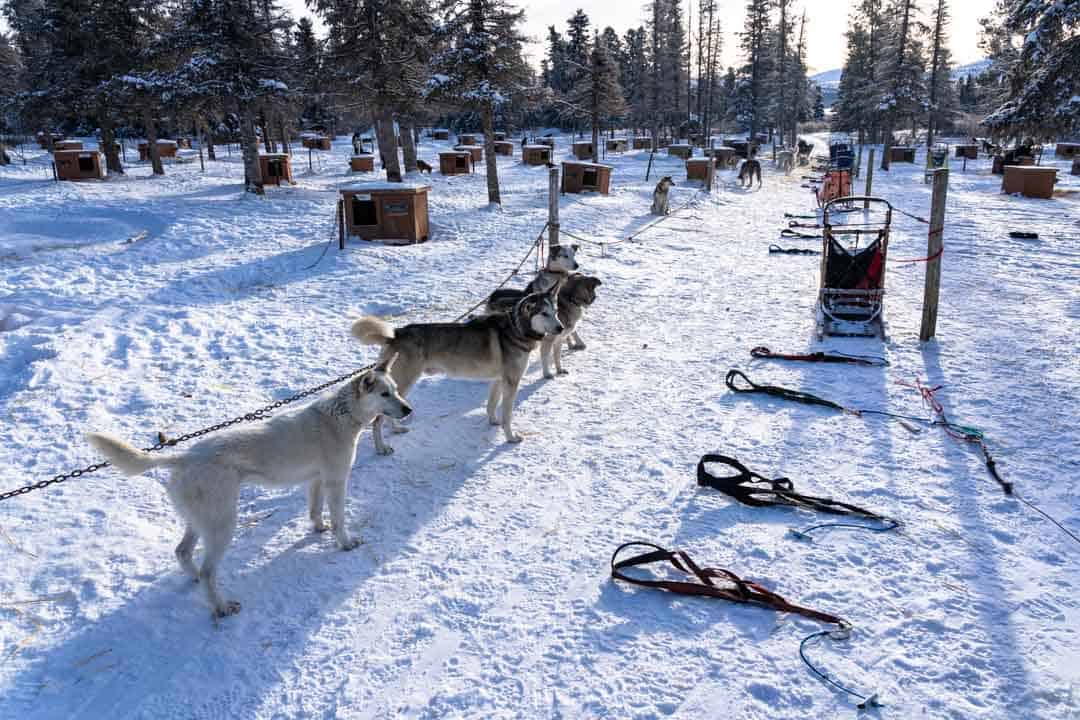 Gang Line Dog Sledding In Yukon