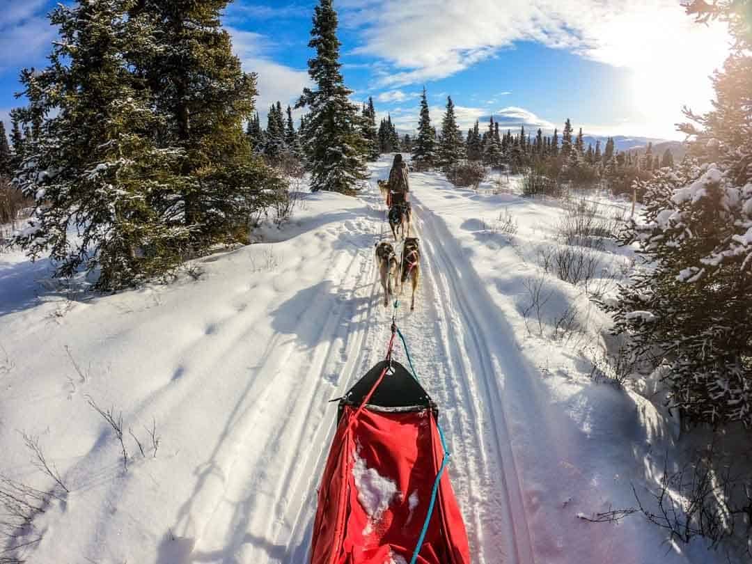 Dog Sledding In Yukon