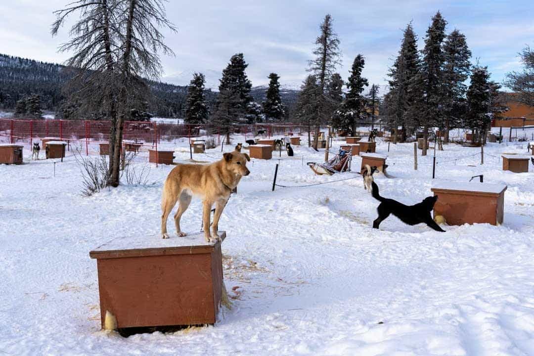 Sky High Dog Yard Sledding In Yukon