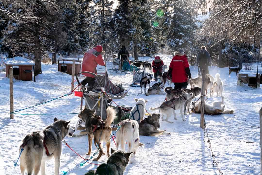 We pause downward the myths together with dive into enquiry to inquire the query Is Dog Sledding Cruel? The Truth About Dog Mushing Tours