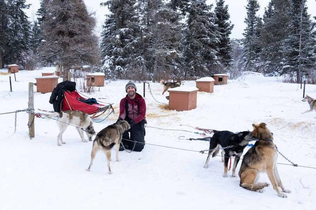 Harness Dog Sled In Yukon