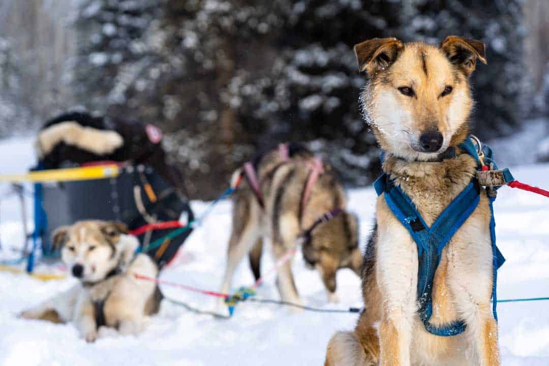 When it comes to things to produce inwards wintertime inwards the Northern Hemisphere Dog Sledding inwards Yukon – The Ultimate Canadian Winter Adventure