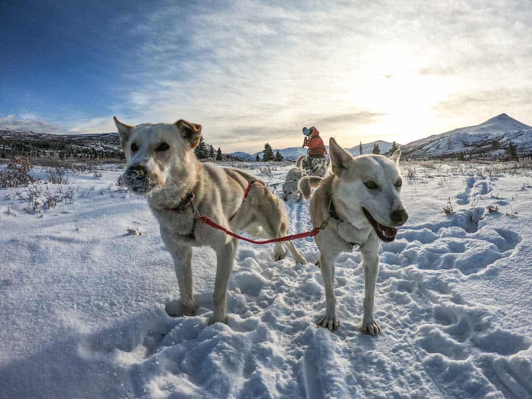 Two Pups Dog Sled Yukon