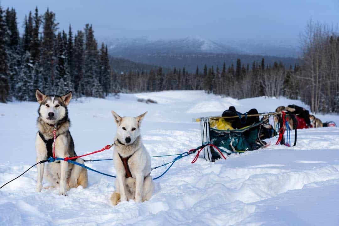 When it comes to things to produce inwards wintertime inwards the Northern Hemisphere Dog Sledding inwards Yukon – The Ultimate Canadian Winter Adventure
