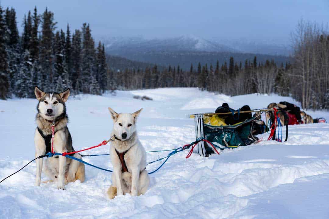 Two Proud Dogs