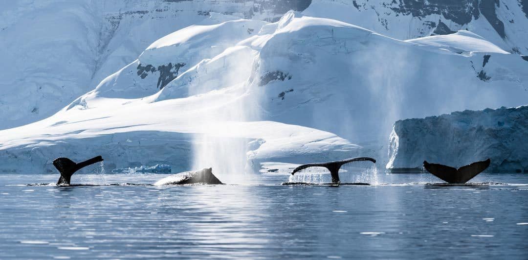 Four Humpback Whales Nas Backup