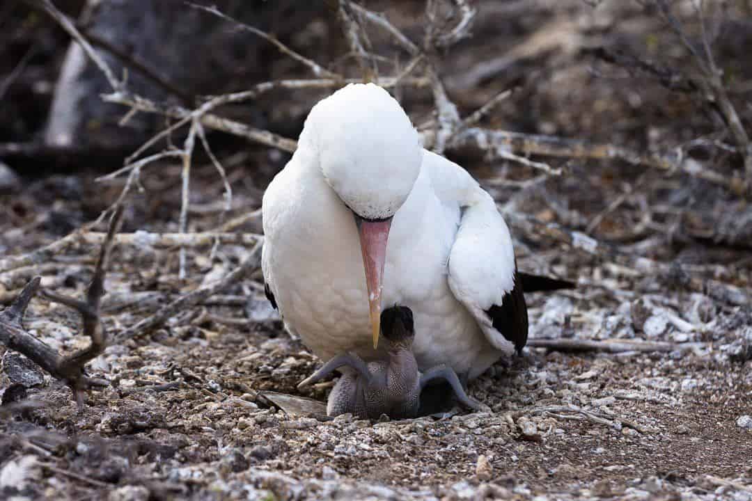 Galapagos Islands Work Assignment