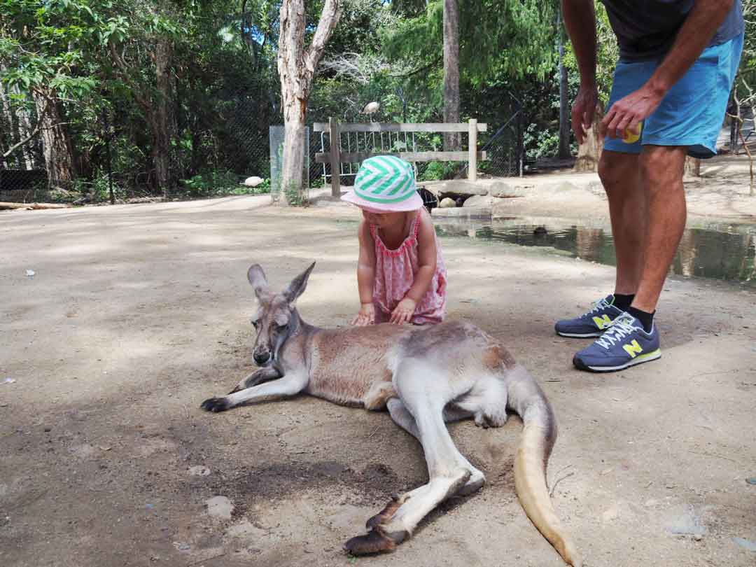 Child Petting A Kangaroo