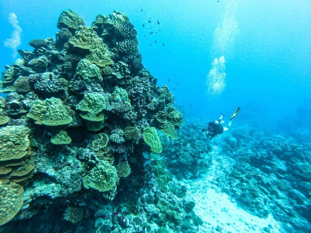 Scuba Diving What To Do In Rarotonga