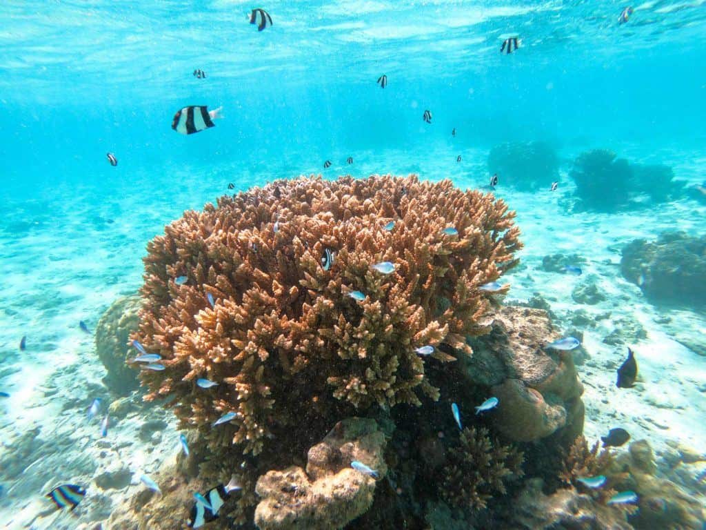 Snorkelling Aroa Beach