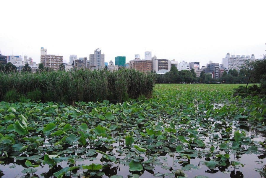 3 Days In Tokyo Parks