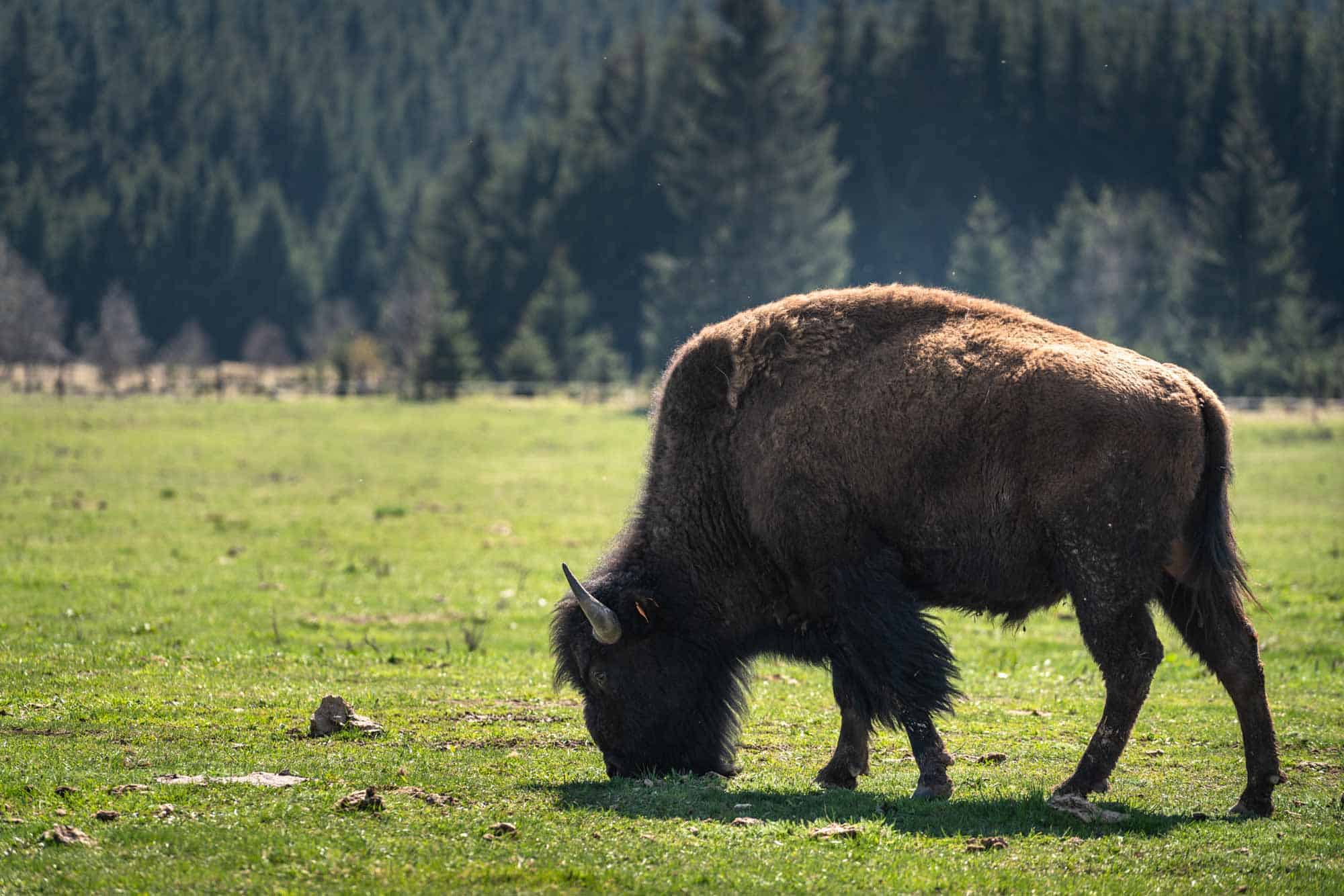 Bison Ranch South Bohemia