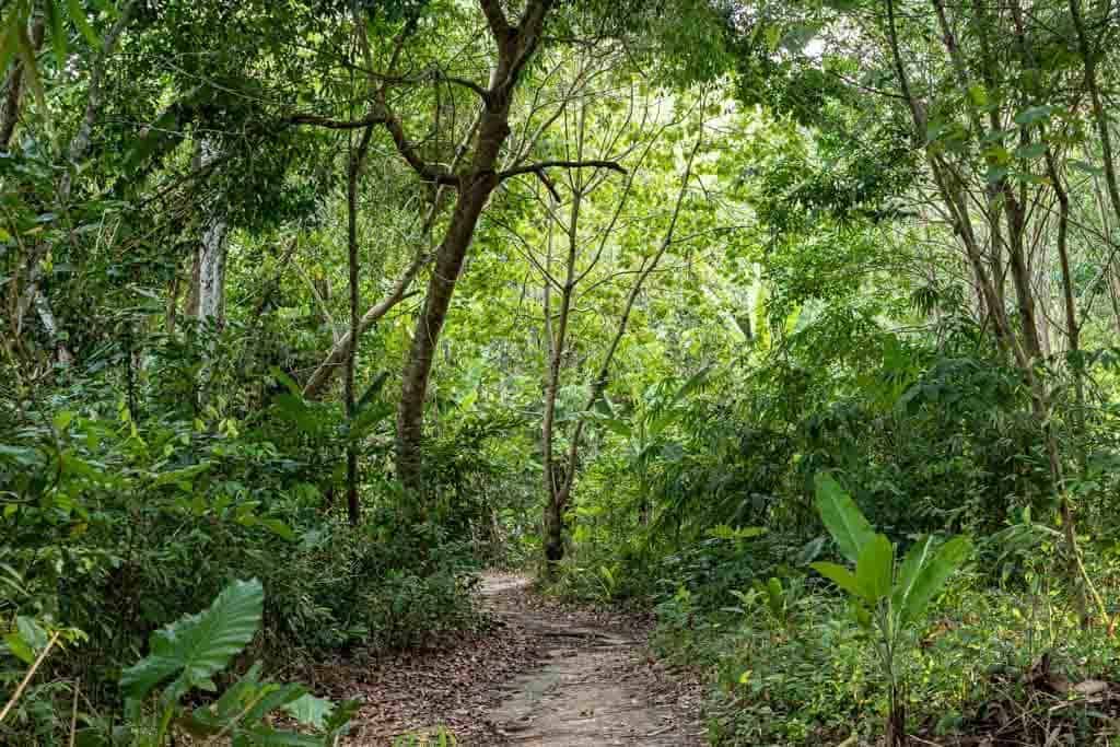 Koh Mook Jungle Track